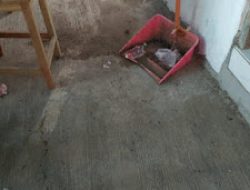 Sampah biasa