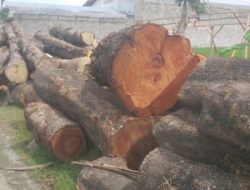 Kayu Mahoni | untuk pendidikan