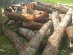 Kayu Mahoni I untuk pendidikan